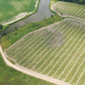 Photo #5 of Off of Beth Ln, Nichols, SC 45.5 acres