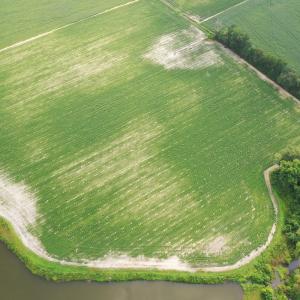 Photo #8 of Off of Beth Ln, Nichols, SC 45.5 acres