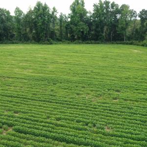 Photo #12 of Off of Beth Ln, Nichols, SC 45.5 acres