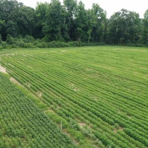 Photo #13 of Off of Beth Ln, Nichols, SC 45.5 acres
