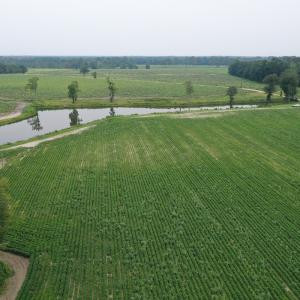 Photo #15 of Off of Beth Ln, Nichols, SC 45.5 acres