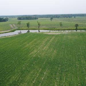 Photo #16 of Off of Beth Ln, Nichols, SC 45.5 acres