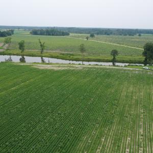 Photo #17 of Off of Beth Ln, Nichols, SC 45.5 acres