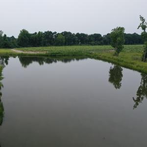 Photo #18 of Off of Beth Ln, Nichols, SC 45.5 acres