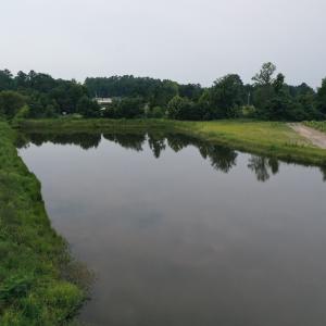 Photo #19 of Off of Beth Ln, Nichols, SC 45.5 acres