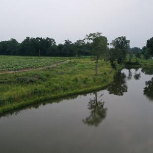 Photo #20 of Off of Beth Ln, Nichols, SC 45.5 acres