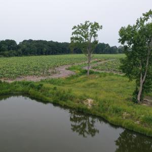Photo #21 of Off of Beth Ln, Nichols, SC 45.5 acres