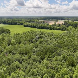 Photo #14 of Lot 3 Mobley Rd, Lucama, NC 15.8 acres