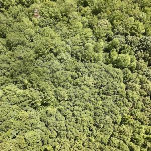 Photo #15 of Lot 3 Mobley Rd, Lucama, NC 15.8 acres