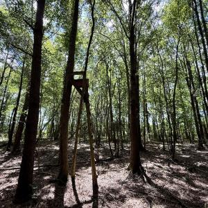 Photo #16 of Lot 3 Mobley Rd, Lucama, NC 15.8 acres