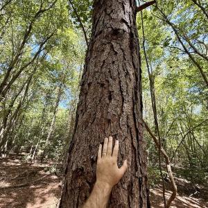Photo #18 of Lot 3 Mobley Rd, Lucama, NC 15.8 acres