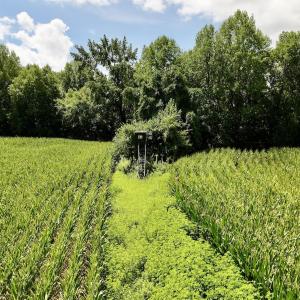 Photo #20 of Lot 3 Mobley Rd, Lucama, NC 15.8 acres