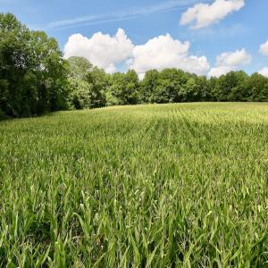 Photo #22 of Lot 3 Mobley Rd, Lucama, NC 15.8 acres