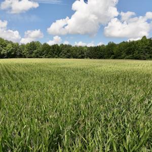 Photo #23 of Lot 3 Mobley Rd, Lucama, NC 15.8 acres