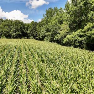 Photo #24 of Lot 3 Mobley Rd, Lucama, NC 15.8 acres