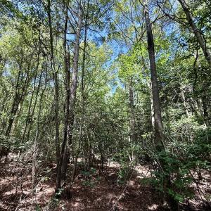 Photo #25 of Lot 3 Mobley Rd, Lucama, NC 15.8 acres