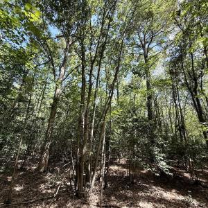Photo #26 of Lot 3 Mobley Rd, Lucama, NC 15.8 acres