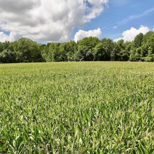 Photo #28 of Lot 3 Mobley Rd, Lucama, NC 15.8 acres