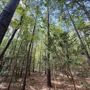 Photo #7 of Lot 3 Mobley Rd, Lucama, NC 15.8 acres