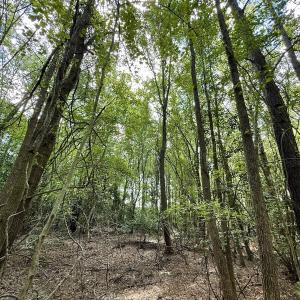 Photo #8 of Lot 3 Mobley Rd, Lucama, NC 15.8 acres