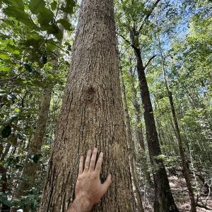 Photo #9 of Lot 3 Mobley Rd, Lucama, NC 15.8 acres