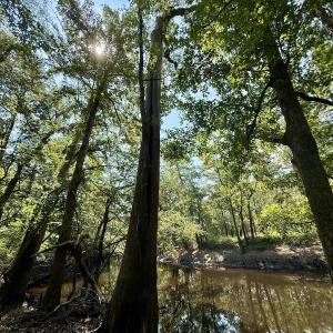 Photo #13 of Off of W Magnolia Lisbon Rd, Garland, NC 12.0 acres