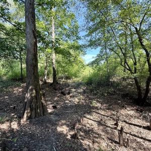 Photo #14 of Off of W Magnolia Lisbon Rd, Garland, NC 12.0 acres