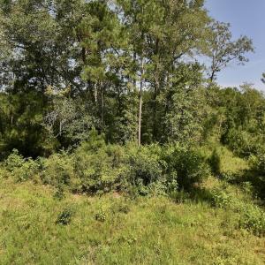 Photo #17 of Off of W Magnolia Lisbon Rd, Garland, NC 12.0 acres
