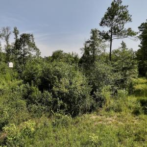 Photo #18 of Off of W Magnolia Lisbon Rd, Garland, NC 12.0 acres