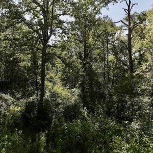 Photo #22 of Off of W Magnolia Lisbon Rd, Garland, NC 12.0 acres