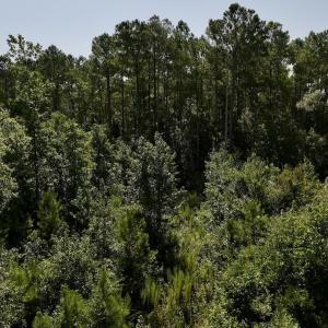 Photo #23 of Off of W Magnolia Lisbon Rd, Garland, NC 12.0 acres