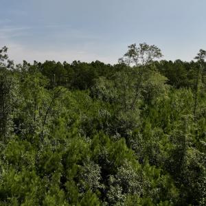 Photo #24 of Off of W Magnolia Lisbon Rd, Garland, NC 12.0 acres