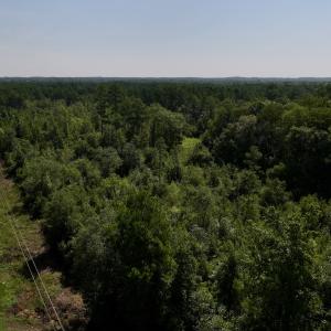 Photo #7 of Off of W Magnolia Lisbon Rd, Garland, NC 12.0 acres