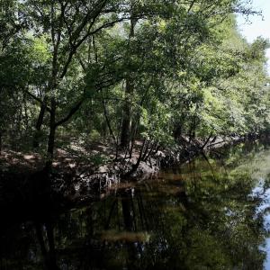 Photo #10 of Off of W Magnolia Lisbon Rd, Garland, NC 12.0 acres