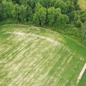 Photo #10 of Off of Beth Ln, Nichols, SC 45.5 acres
