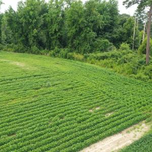 Photo #11 of Off of Beth Ln, Nichols, SC 45.5 acres
