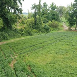 Photo #14 of Off of Beth Ln, Nichols, SC 45.5 acres