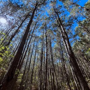 Photo #27 of Off of Cypress Chapel Rd Suffolk, Suffolk, VA 14.9 acres