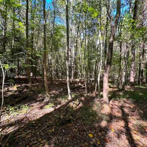 Photo #7 of Off of Cypress Chapel Rd, Whaleyville, VA 45.5 acres