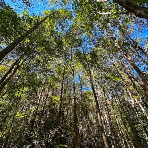 Photo #9 of Off of Cypress Chapel Rd, Whaleyville, VA 45.5 acres