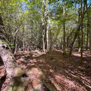 Photo #10 of Off of Cypress Chapel Rd, Whaleyville, VA 45.5 acres