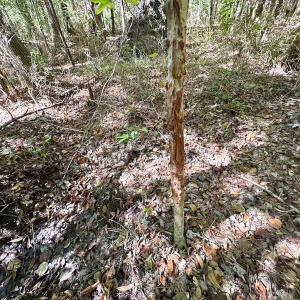 Photo #11 of Off of Cypress Chapel Rd, Whaleyville, VA 45.5 acres