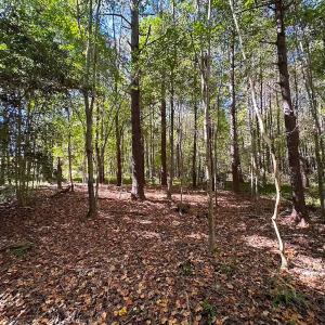 Photo #15 of Off of Cypress Chapel Rd, Whaleyville, VA 45.5 acres