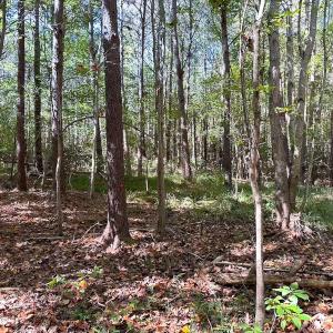 Photo #20 of Off of Cypress Chapel Rd, Whaleyville, VA 45.5 acres