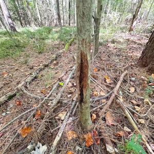 Photo #21 of Off of Cypress Chapel Rd, Whaleyville, VA 45.5 acres