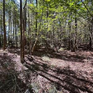 Photo #31 of Off of Cypress Chapel Rd, Whaleyville, VA 45.5 acres