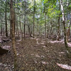 Photo #37 of Off of Cypress Chapel Rd, Whaleyville, VA 45.5 acres