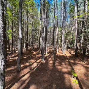 Photo #45 of Off of Cypress Chapel Rd, Whaleyville, VA 45.5 acres
