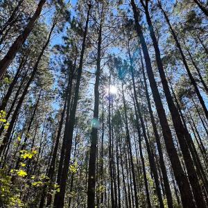 Photo #46 of Off of Cypress Chapel Rd, Whaleyville, VA 45.5 acres