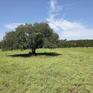 Photo #28 of Off of Ward Town Road S., Whiteville, NC 70.4 acres